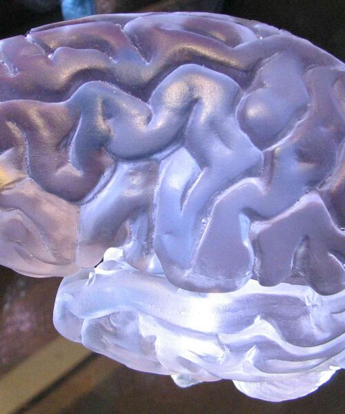 Detailaufnahme eines transparenten Gehirnmodells mit sichtbarer Struktur der Gehirnwindungen.